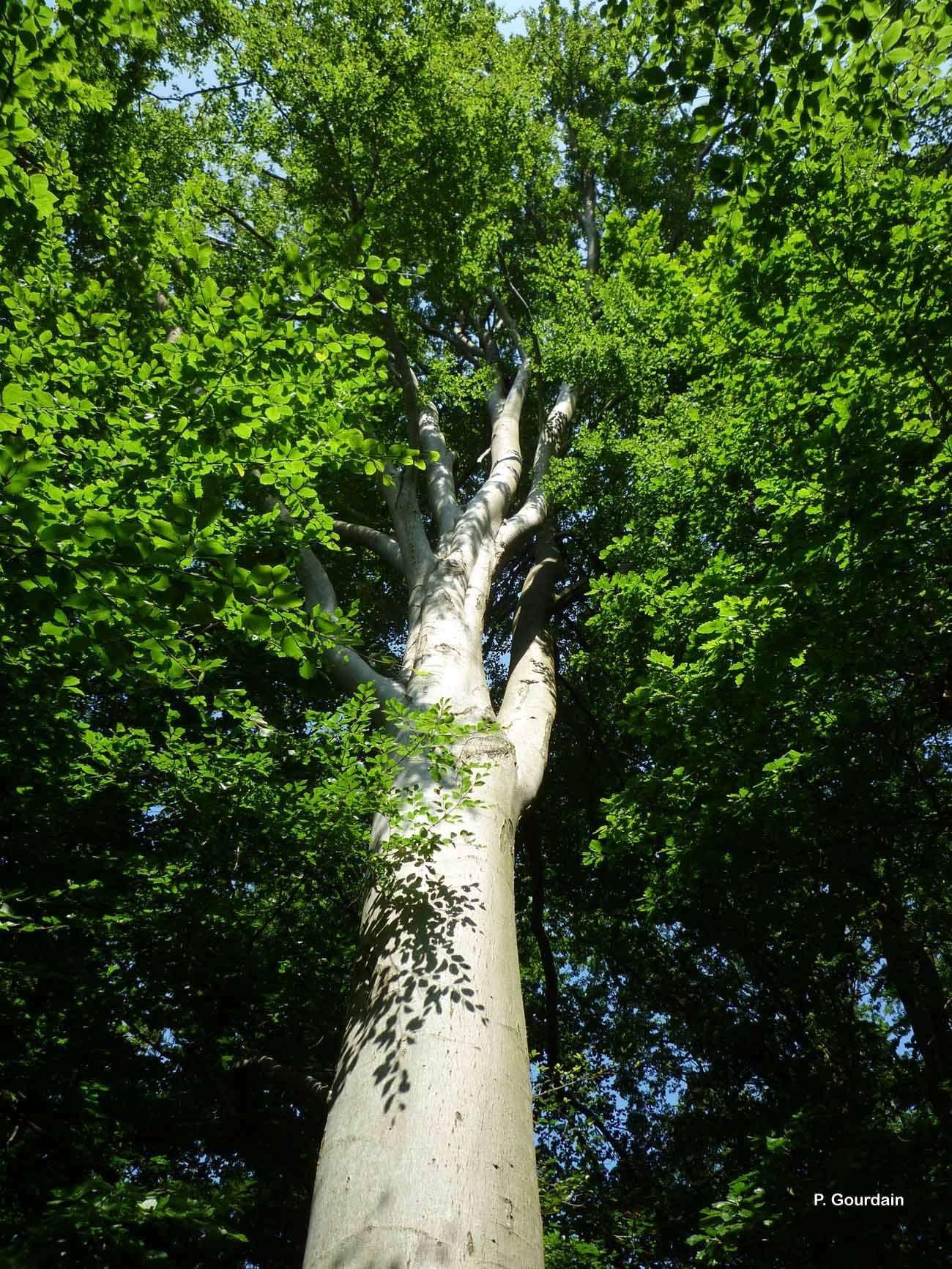 Image of European beech