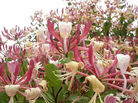 Image of Etruscan honeysuckle