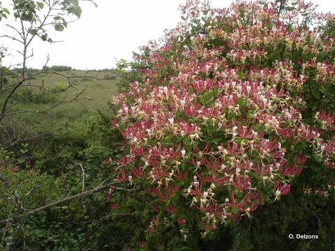 Image of Etruscan honeysuckle