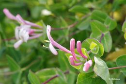 Image of Evergreen Honeysuckle