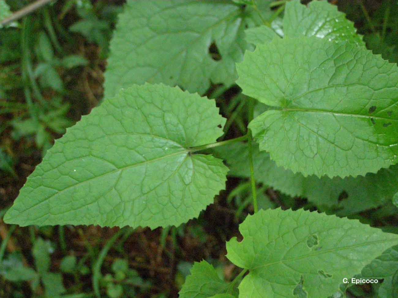 Image de Lunaria rediviva L.