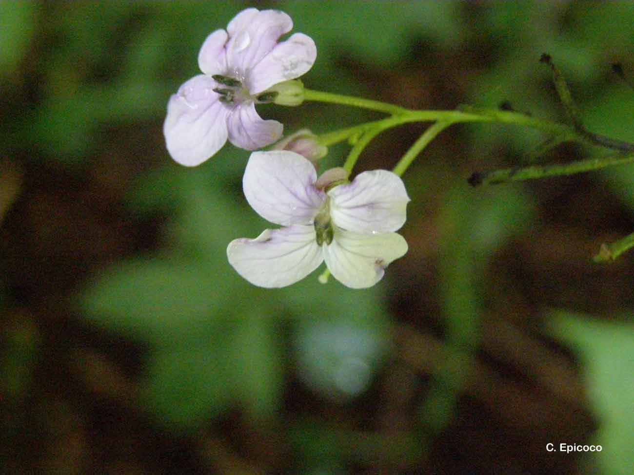 Image de Lunaria rediviva L.