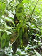 Image de Lunaria rediviva L.