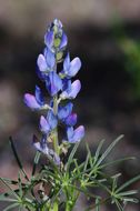 Image of narrowleaf lupine