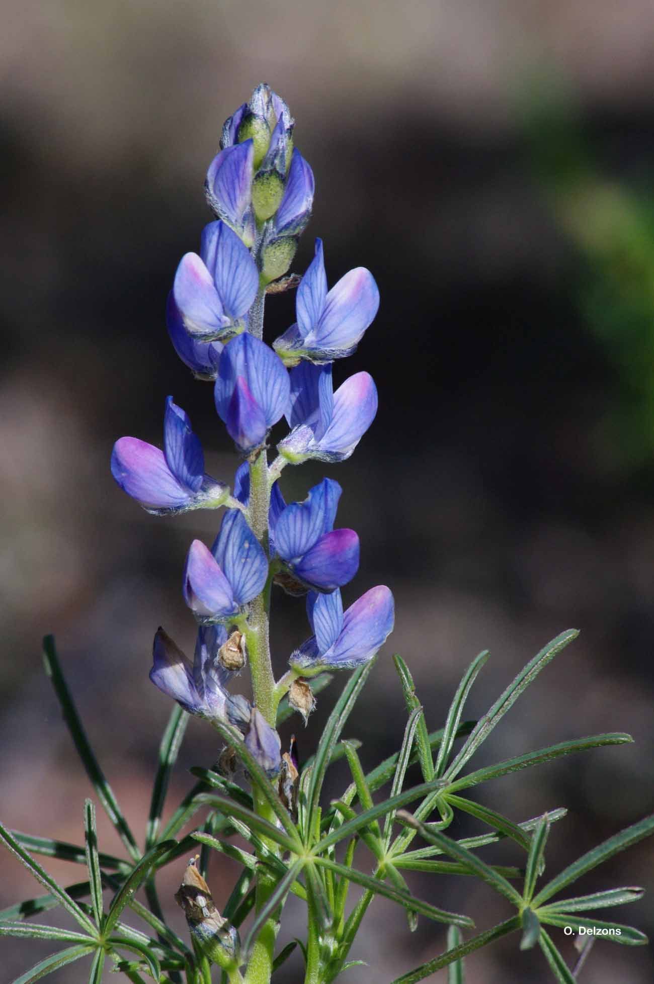 Image of narrowleaf lupine