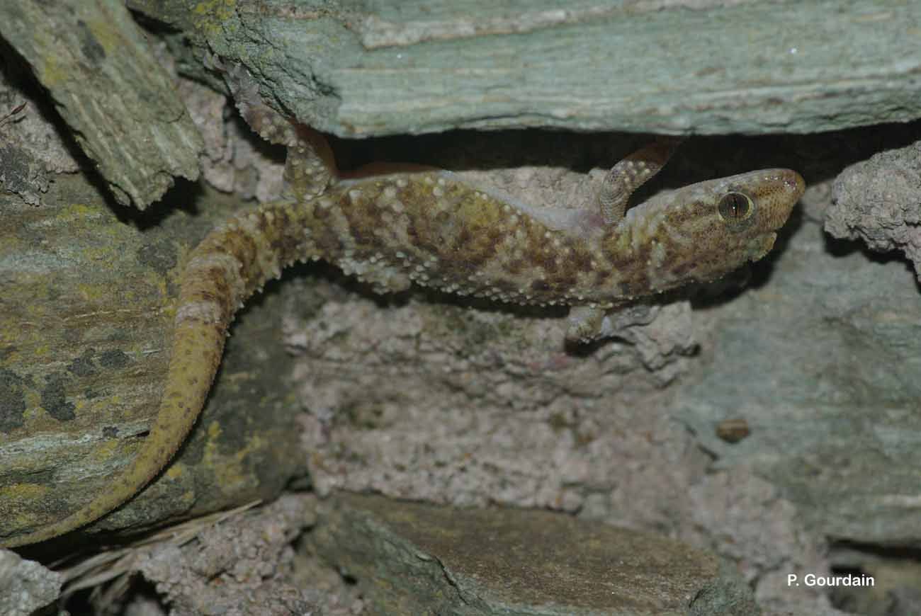 Image of mediterranean house gecko