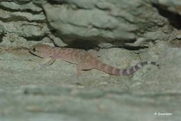 Image of mediterranean house gecko