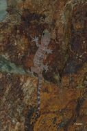 Image of mediterranean house gecko