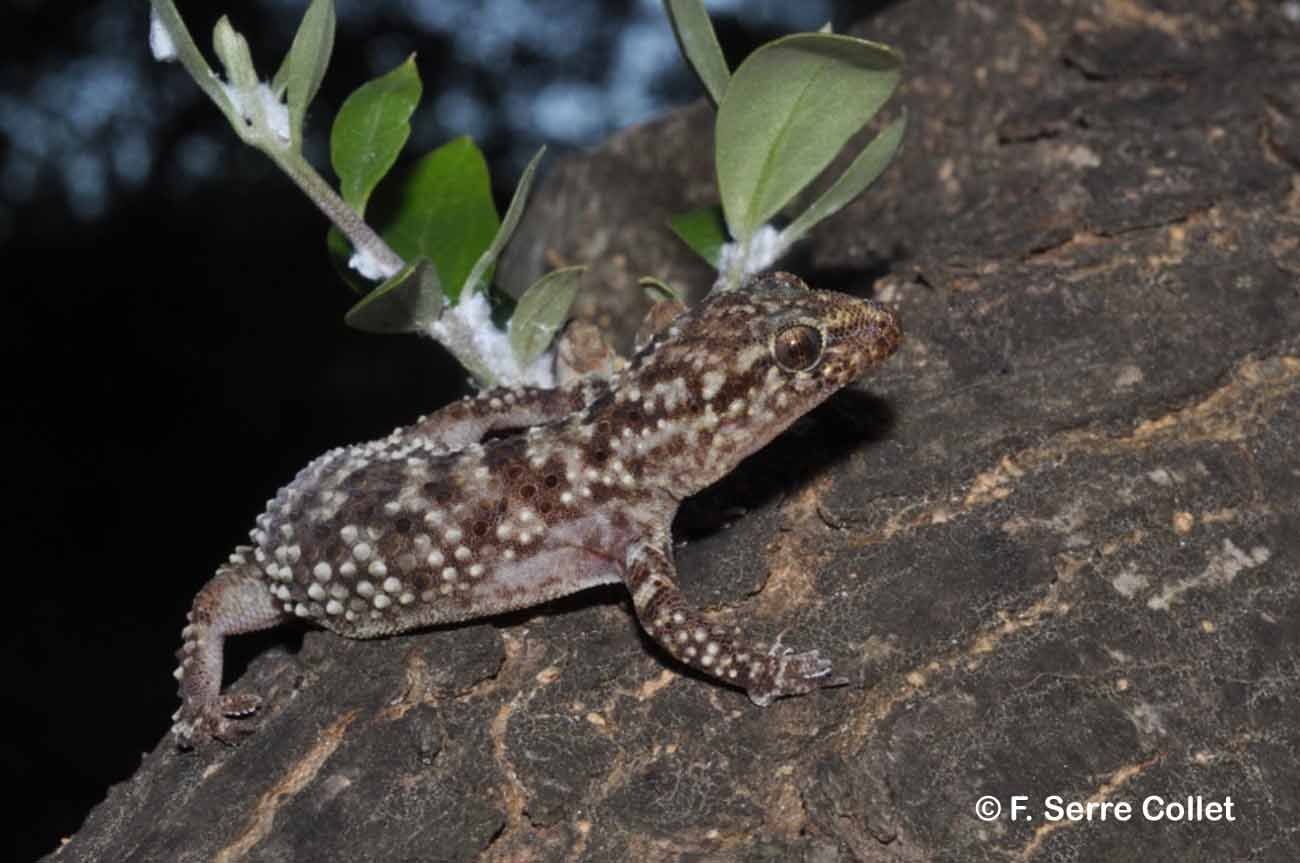 Image of mediterranean house gecko