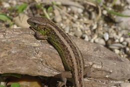 Image of Sand Lizard