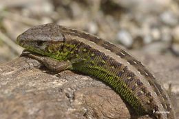 Image of Sand Lizard