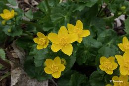 Image of Marsh-marigold