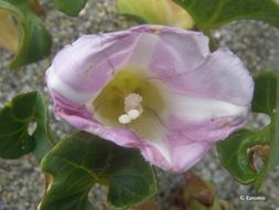 Plancia ëd Calystegia soldanella (L.) R. Br.