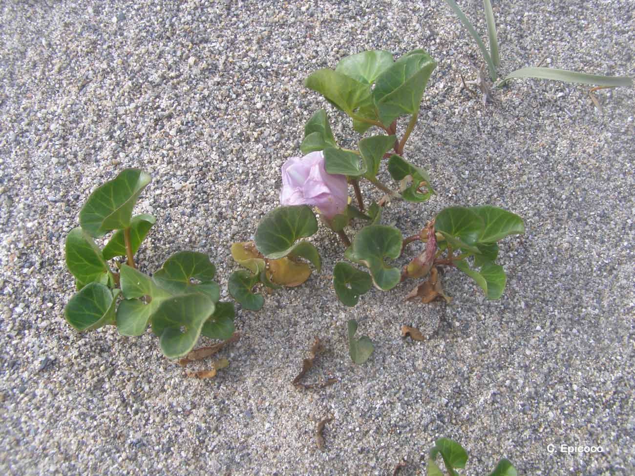 Plancia ëd Calystegia soldanella (L.) R. Br.