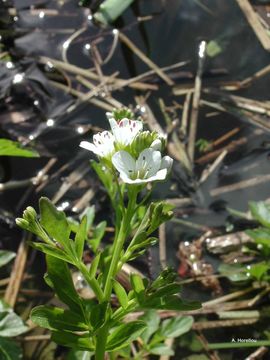 Слика од Cardamine amara L.