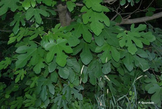 Imagem de Ficus carica L.