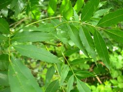 Image of Narrow-leafed Ash