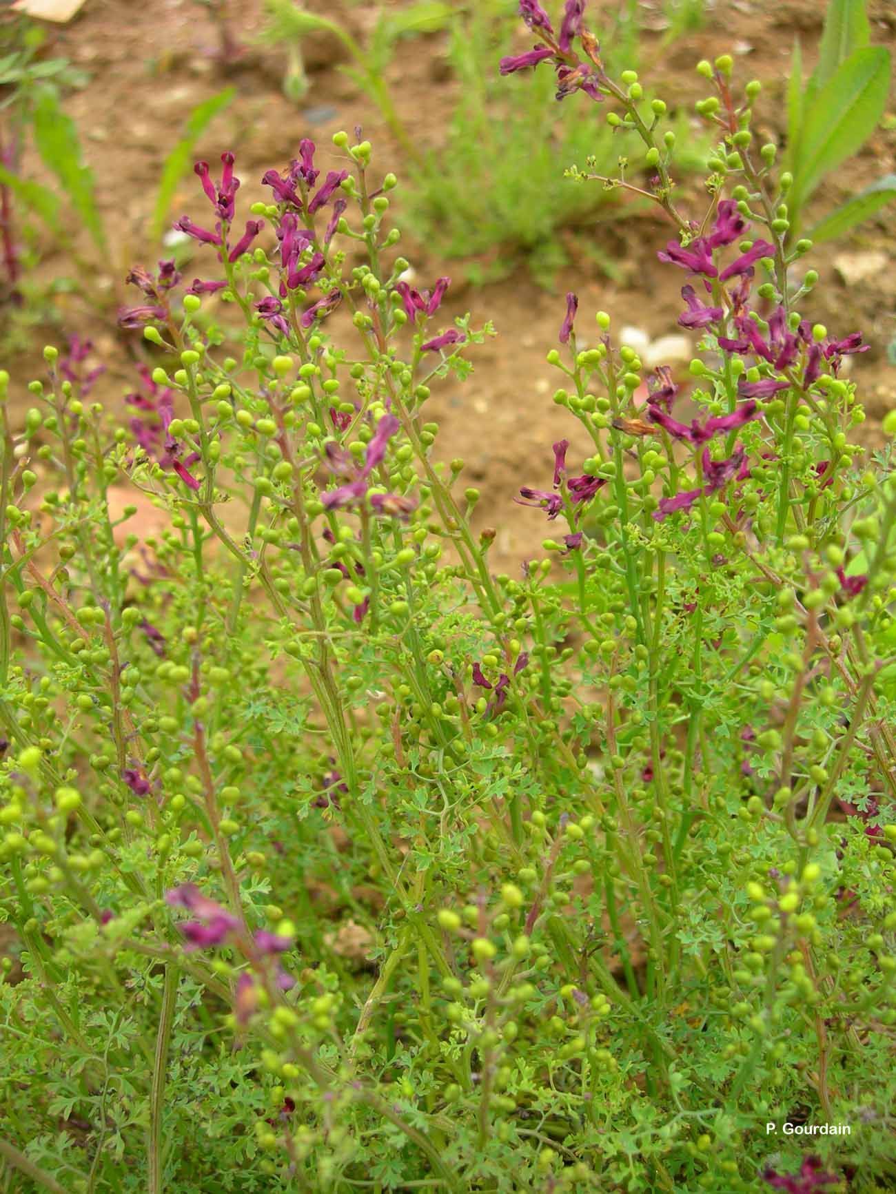 Image of Common Fumitory