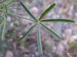 Image of narrowleaf lupine