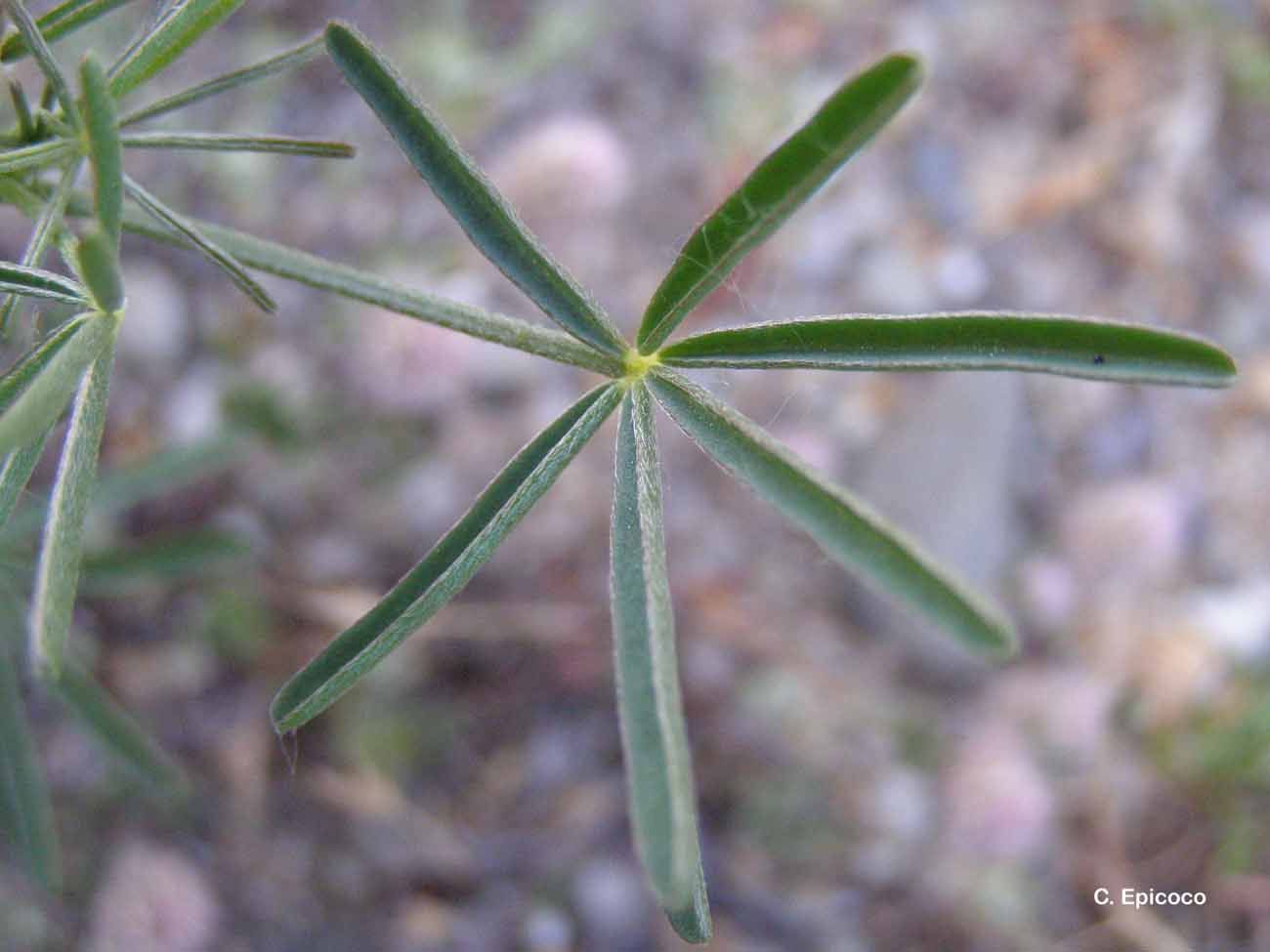 Image of narrowleaf lupine