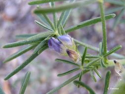 Image of narrowleaf lupine