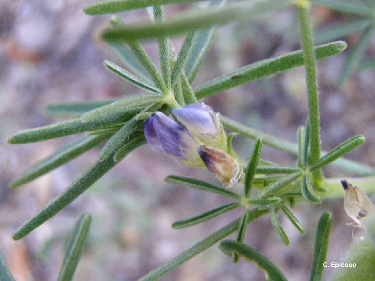 Image of narrowleaf lupine