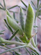 Image of narrowleaf lupine