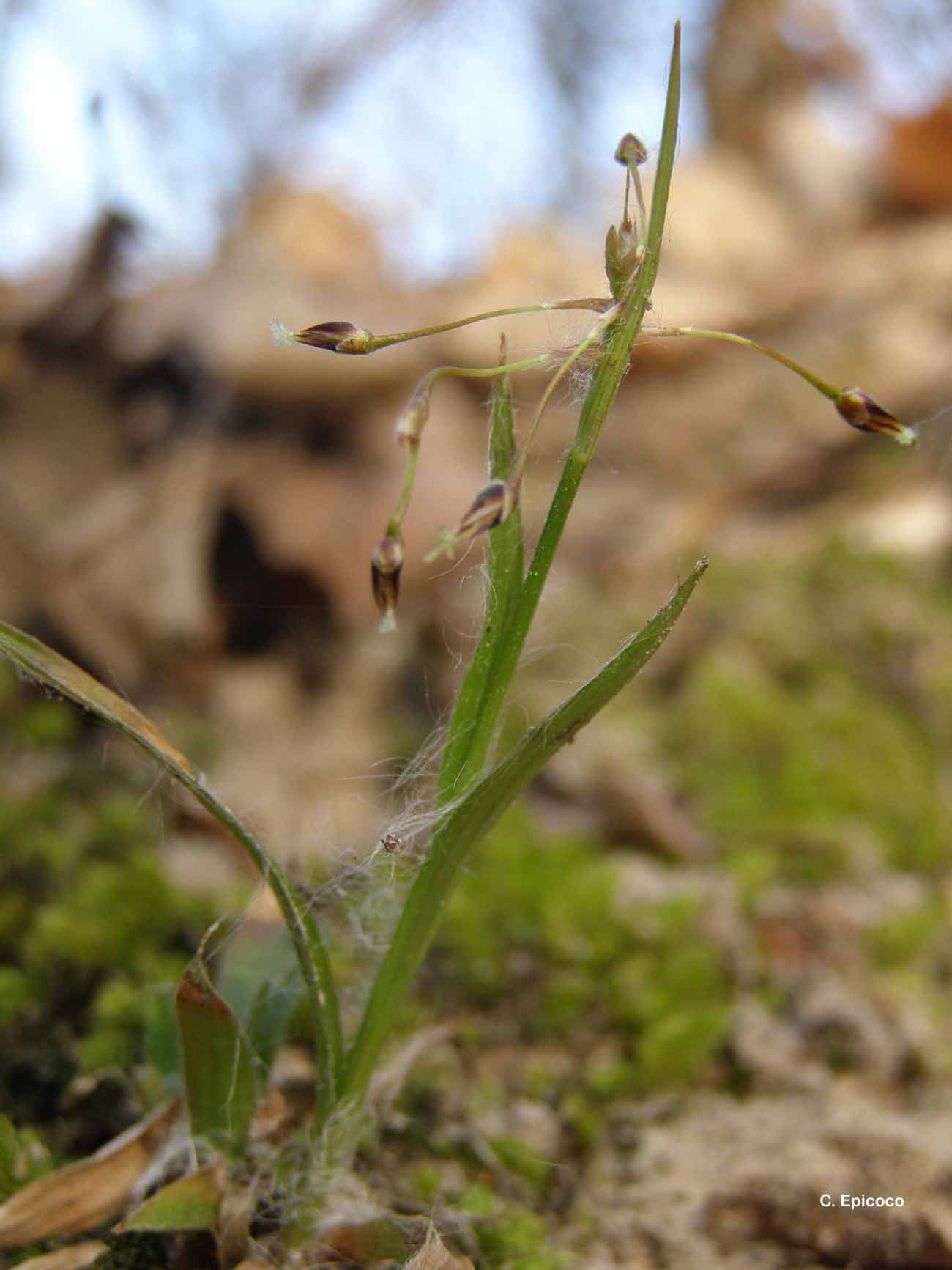 Imagem de Luzula pilosa (L.) Willd.