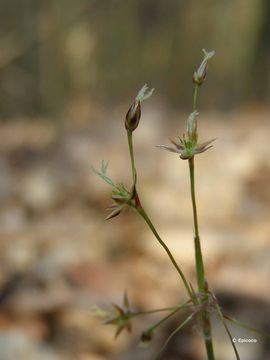 Imagem de Luzula pilosa (L.) Willd.