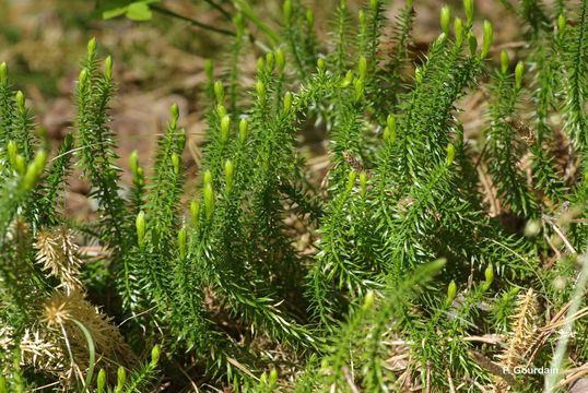 Image of stiff clubmoss