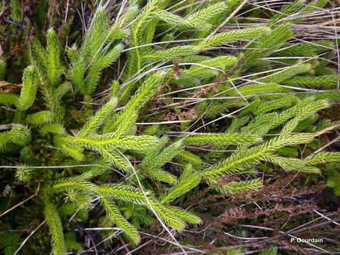 Image of Stag's-horn Clubmoss