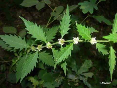 Image of Bugleweed