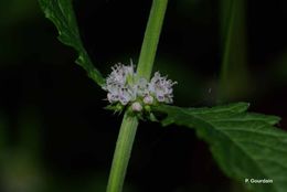 Image of Bugleweed