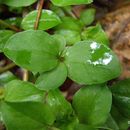 Lysimachia nemorum L. resmi