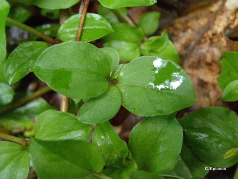 Lysimachia nemorum L. resmi