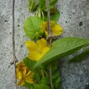 Image of yellow loosestrife