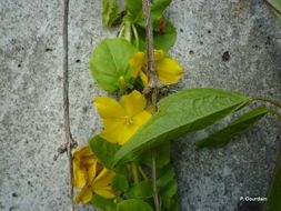 Image of creeping jenny