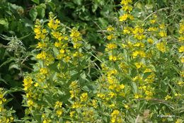 Image of Yellow Loosestrife