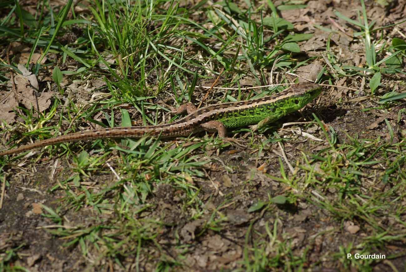 Image of Sand Lizard