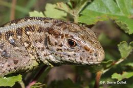 Image of Sand Lizard