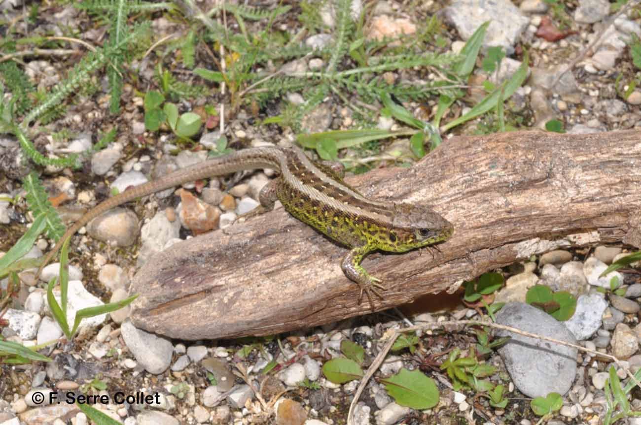 Image of Sand Lizard