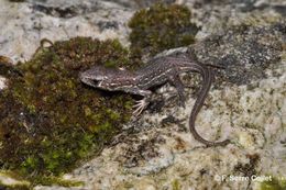 Image of Sand Lizard