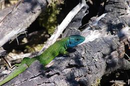 Image of Western Green Lizard