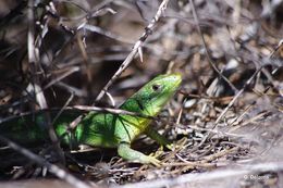 Image of Western Green Lizard