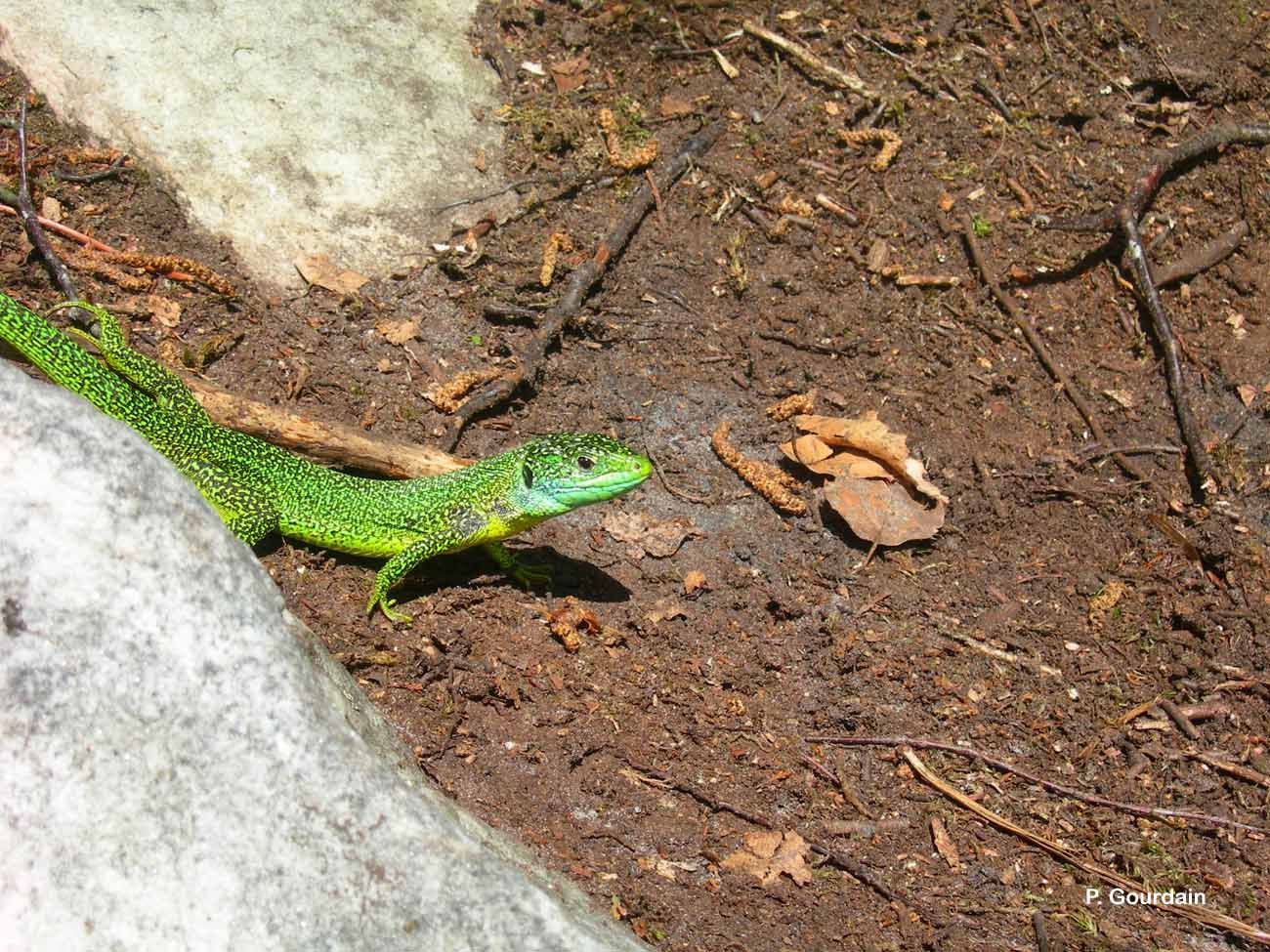 Image of Western Green Lizard