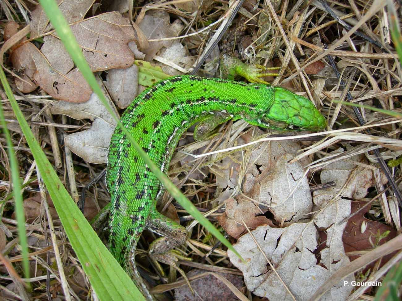 Image of Western Green Lizard