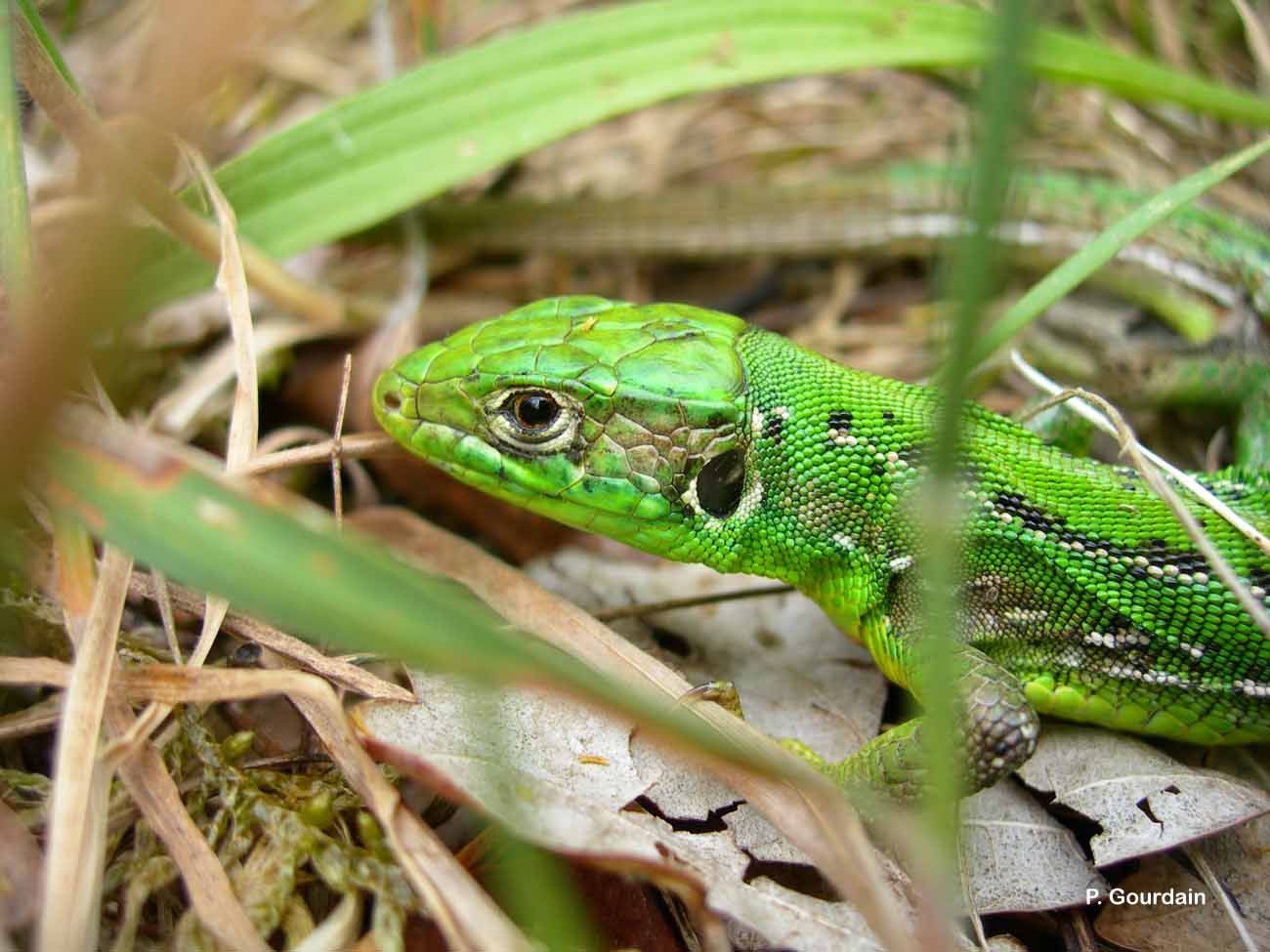 Image of Western Green Lizard