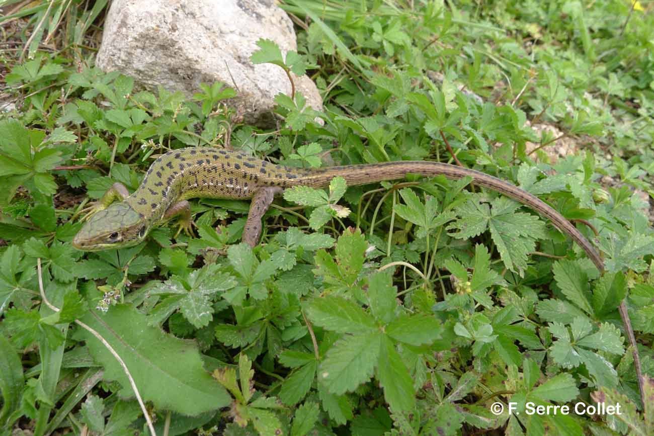 Image of Western Green Lizard