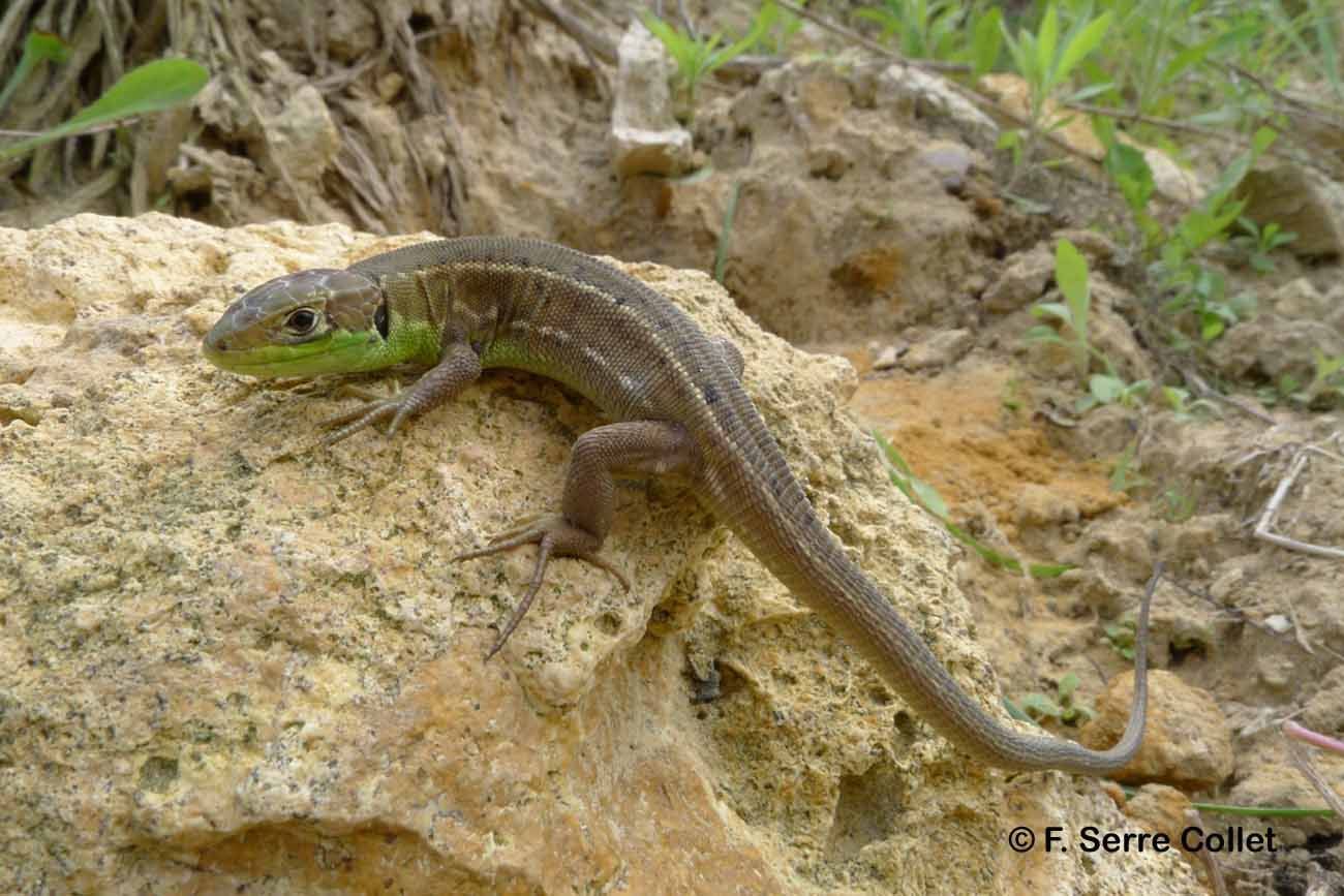 Image of Western Green Lizard