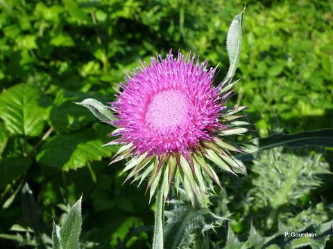 Image of Musk Thistle